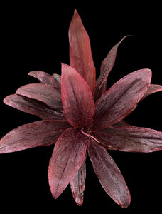 Cordyline fruticosa (Burgundy)