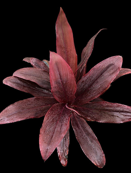Cordyline fruticosa (Burgundy)