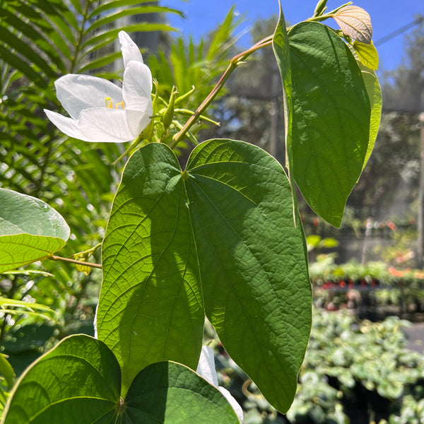 Bauhinia acuminata