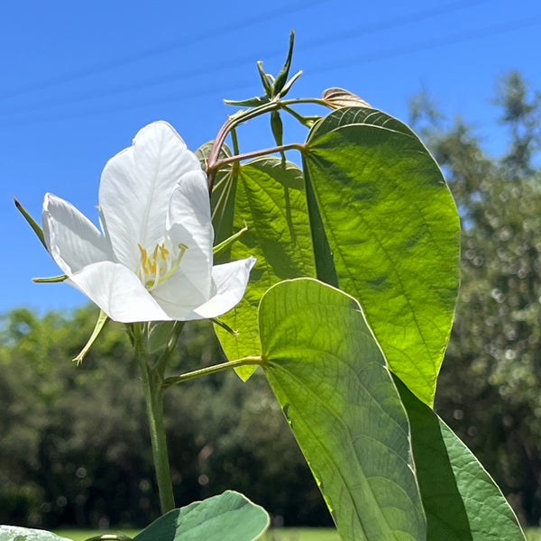 Bauhinia acuminata