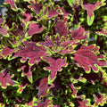 Plectranthus scutellarioides 'Inky Fingers'
