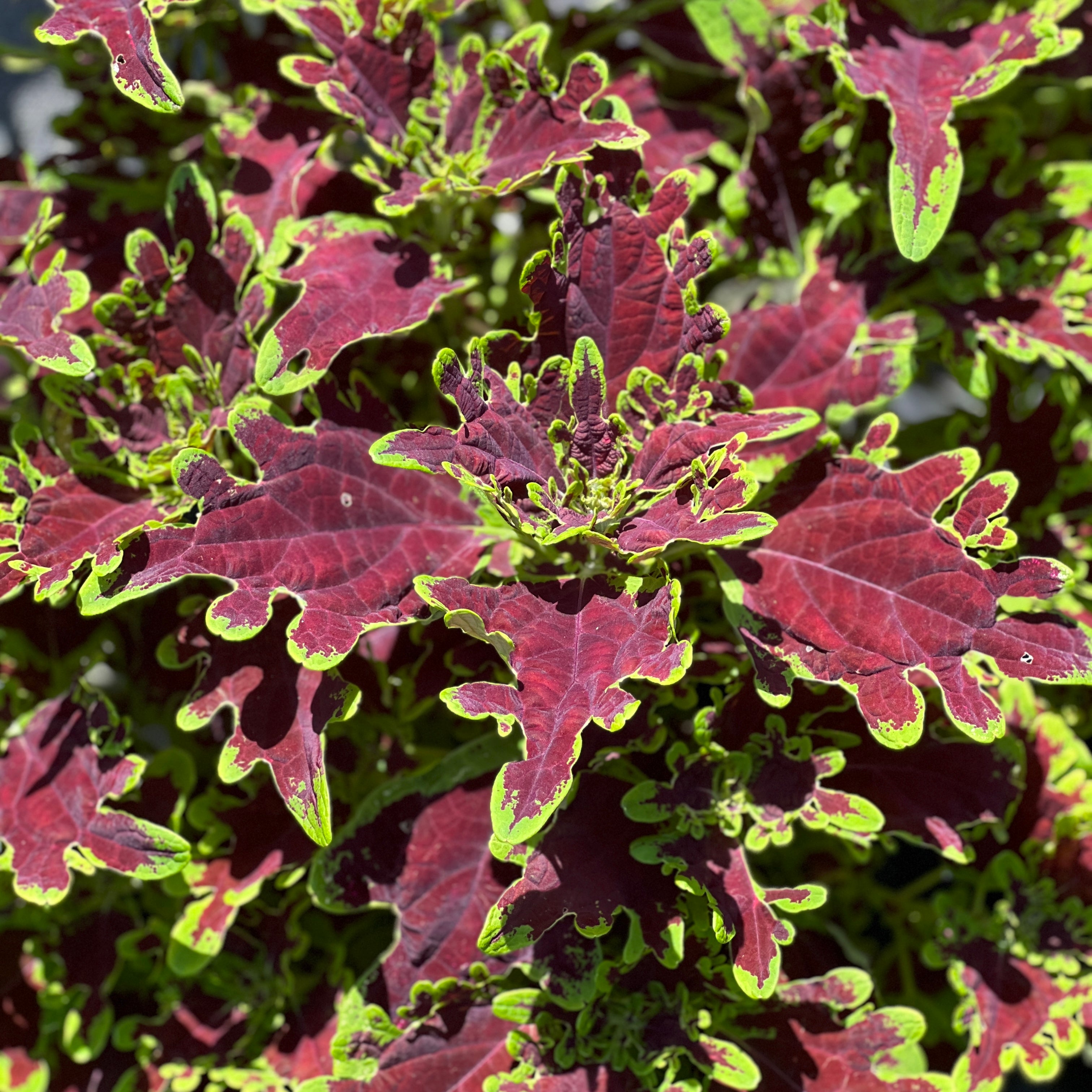 Plectranthus scutellarioides 'Inky Fingers'