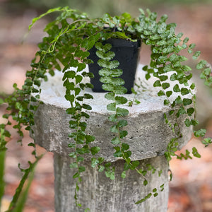 Thelypteris reptans