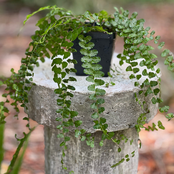 Thelypteris reptans