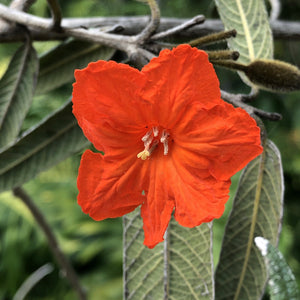 Cordia salviifolia