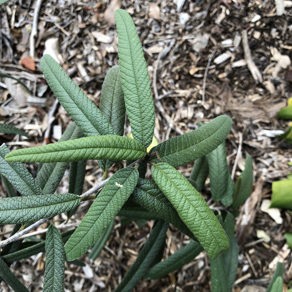 Cordia salviifolia