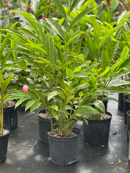 Alpinia purpurata 'Eileen Macdonald'