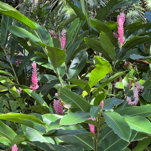 Alpinia purpurata 'Eileen Macdonald'