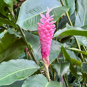 Alpinia purpurata 'Eileen Macdonald'