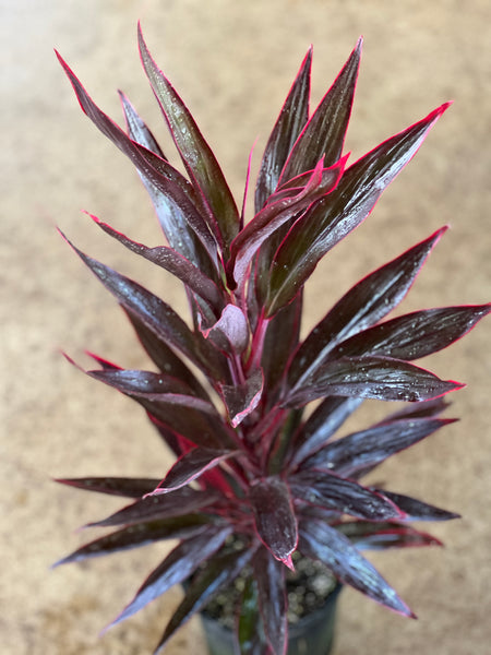 Cordyline fruticosa ‘Chili Pepper’