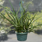 Sansevieria gracilis