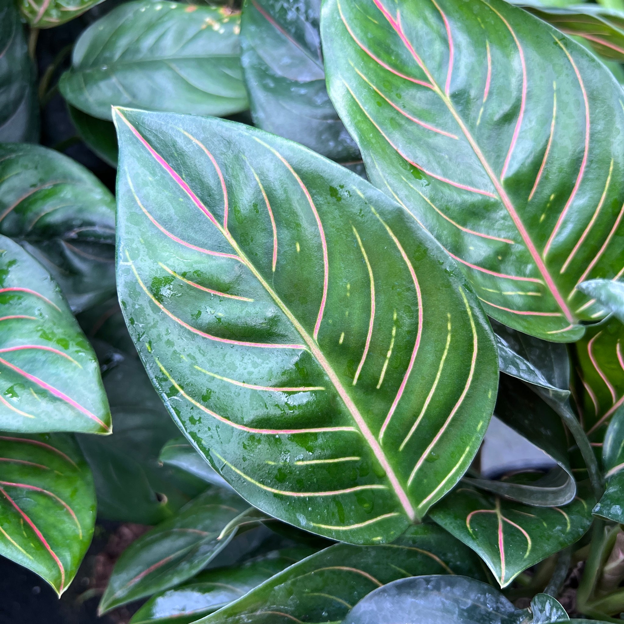 Aglaonema Happiness | Dayaz Orchidarium