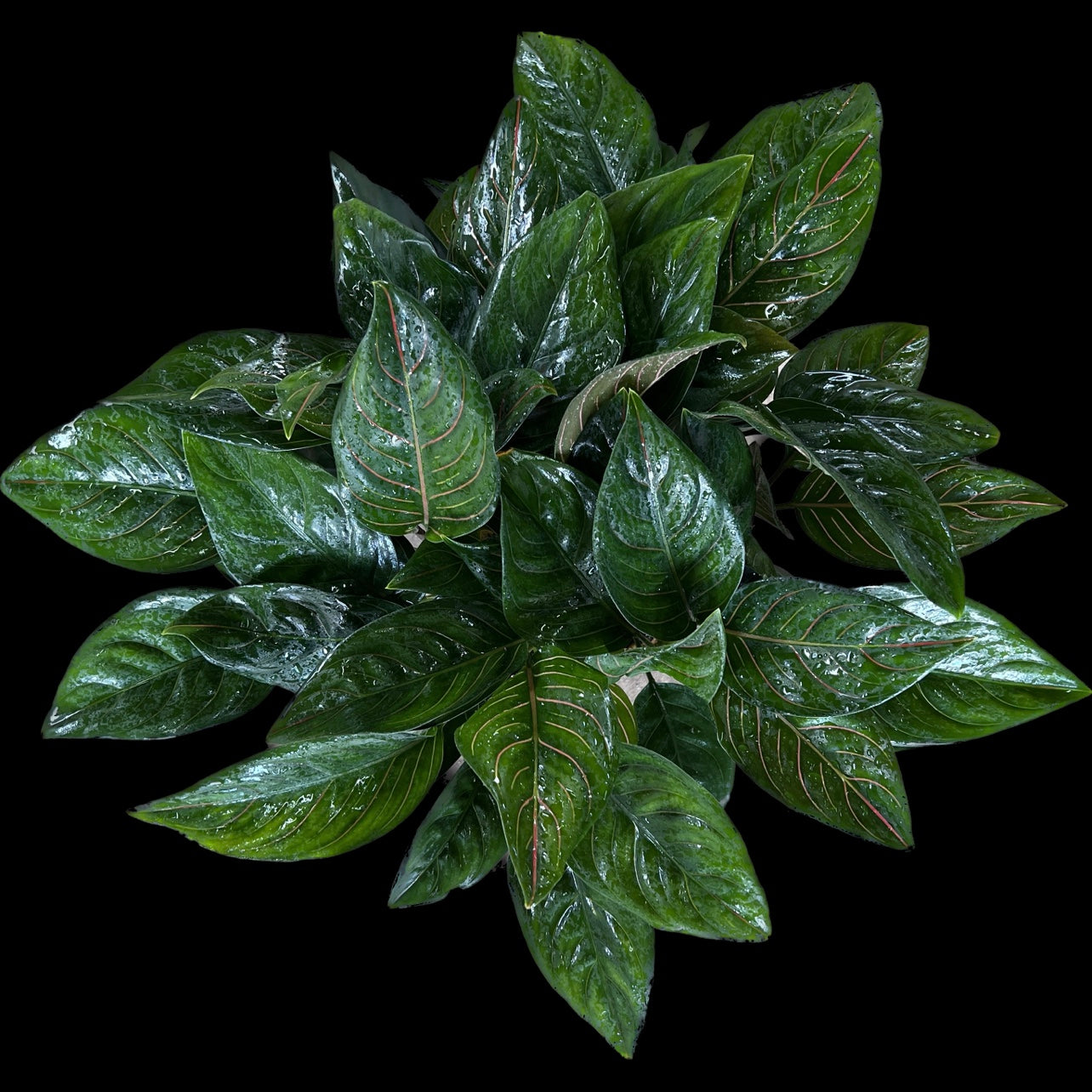 Aglaonema sp. – Fairchild Tropical Botanic Garden