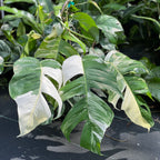 Epipremnum pinnatum albo variegata