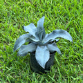 Agave gypsophila