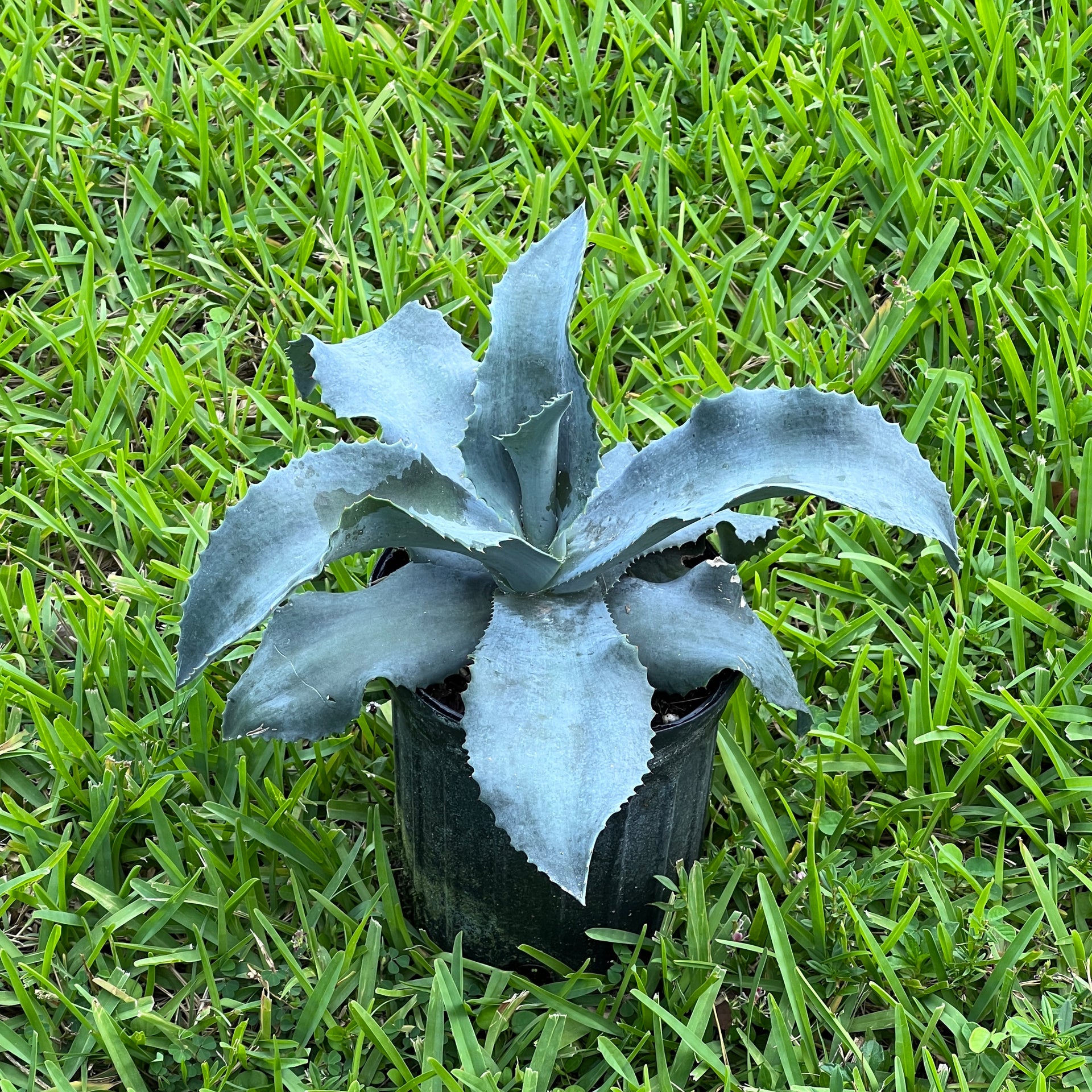 Agave gypsophila