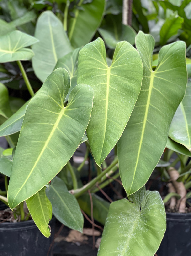 elephant ear philodendron Philodendron sagittifolium