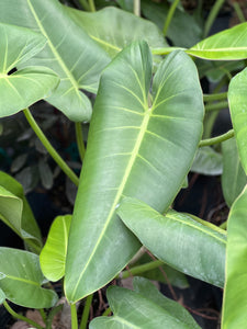 Philodendron sagittifolium