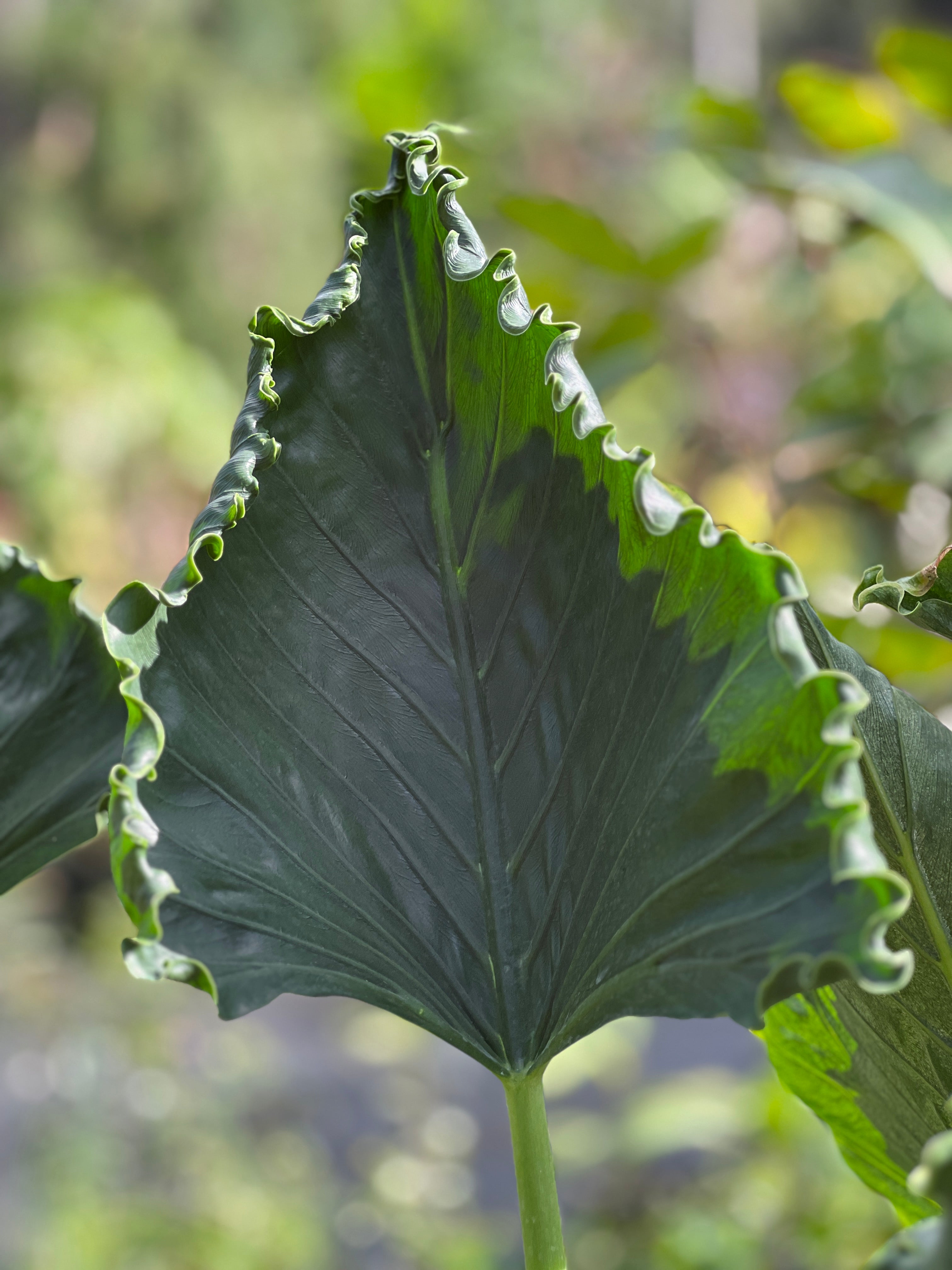 Alocasia triangularis