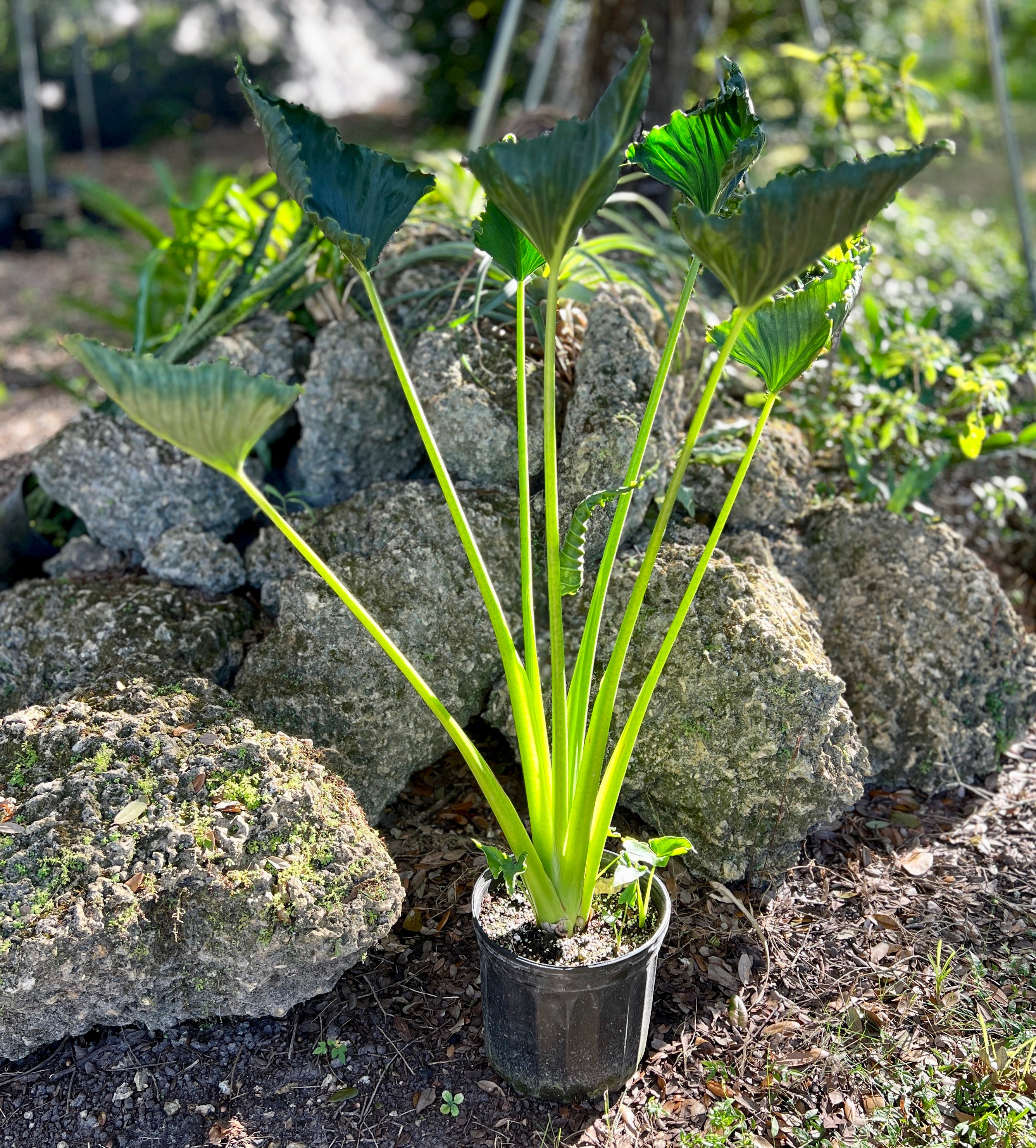 Alocasia triangularis