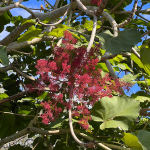 Sterculia urens