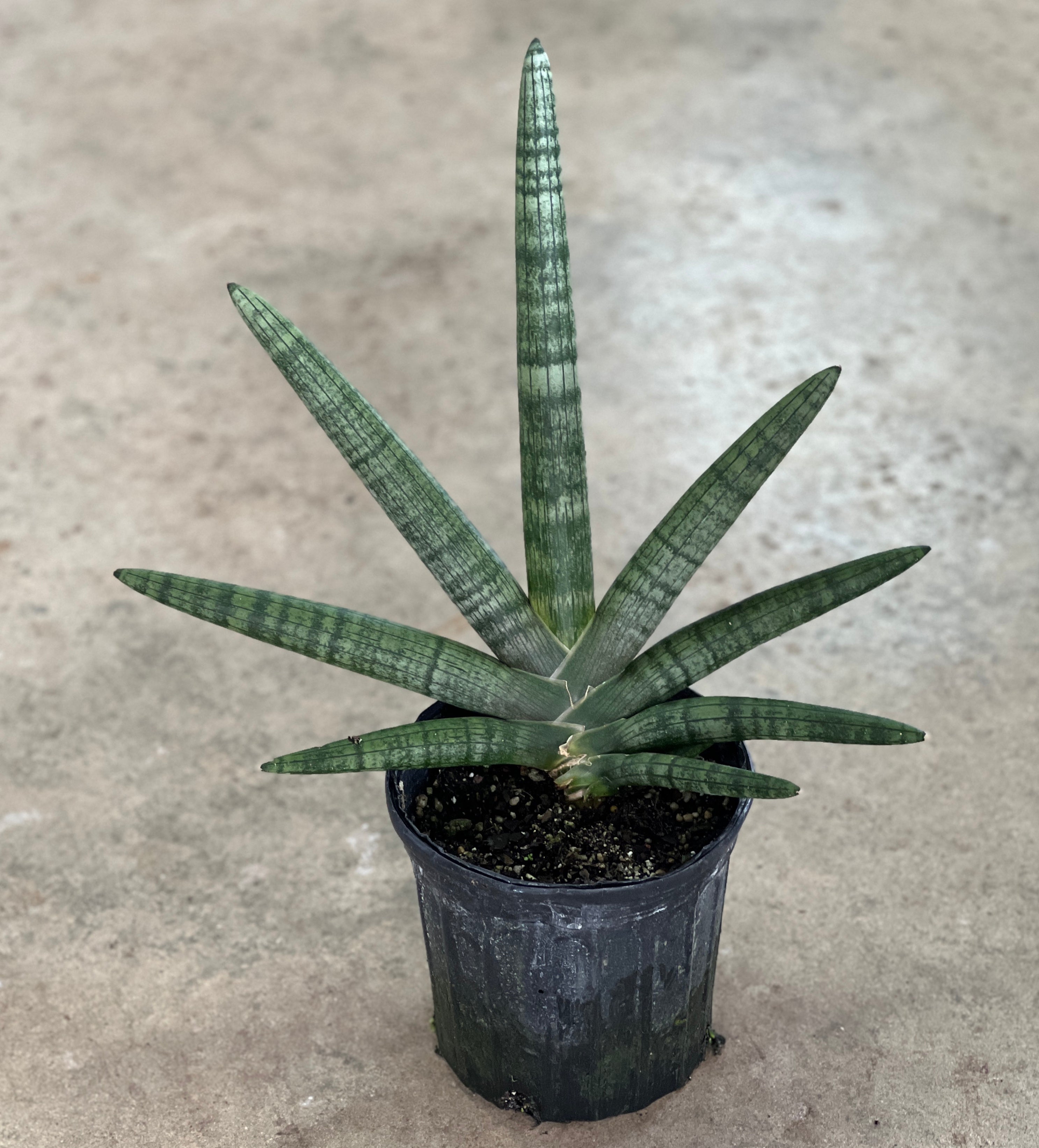 sansevieria cylindrica buy Sansevieria cylindrica 'Boncel'
