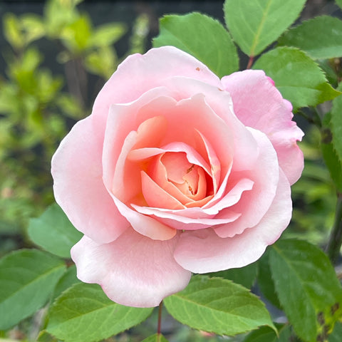 Rosa ‘Creamy Pink’