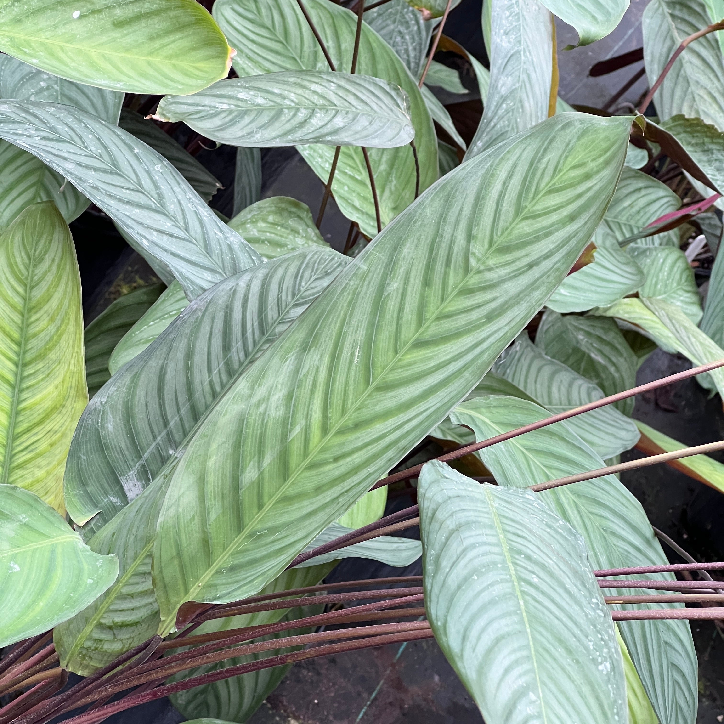 Fairchild Tropical Botanic Garden Ctenanthe cf. setosa - Thumbnail 4