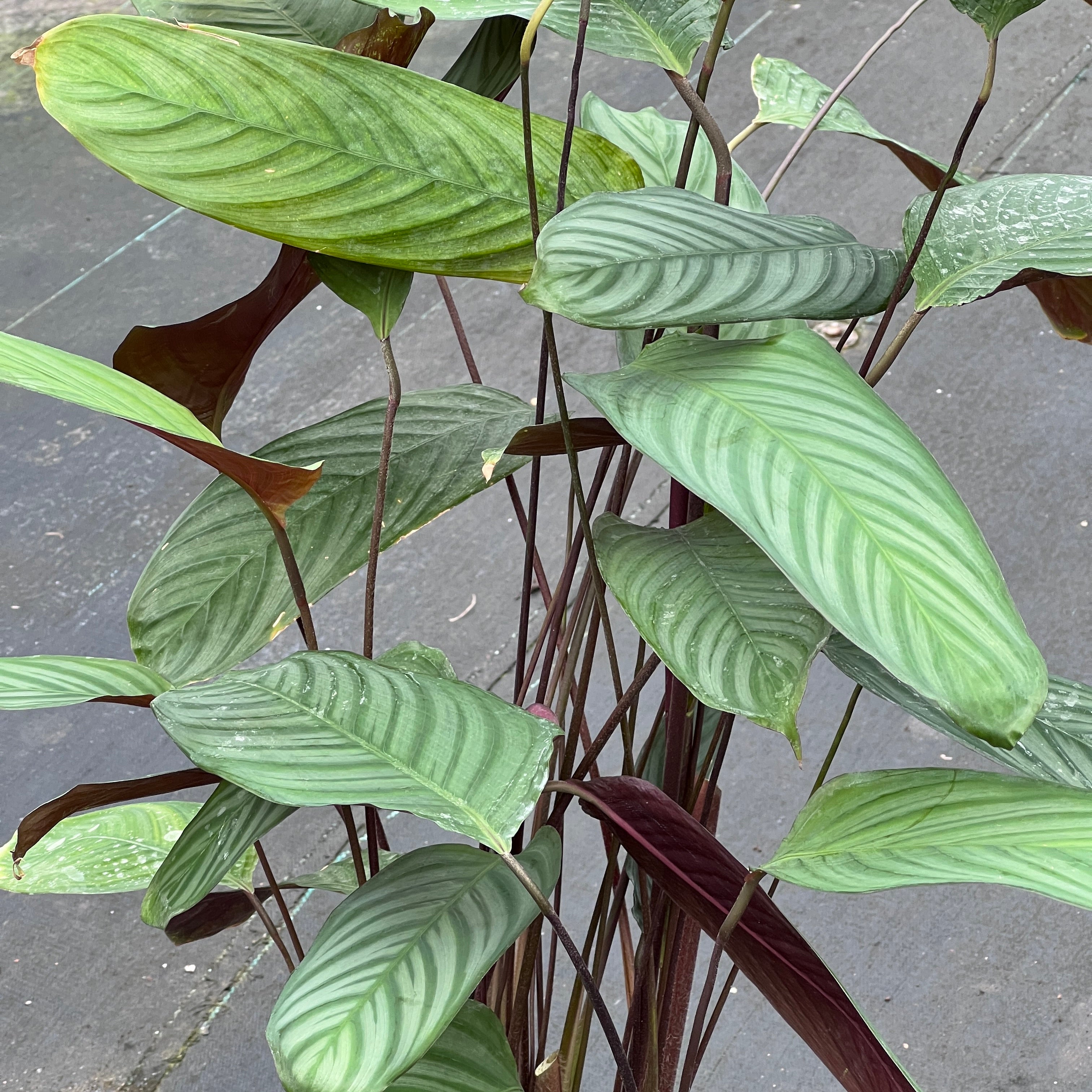 Fairchild Tropical Botanic Garden Ctenanthe cf. setosa
