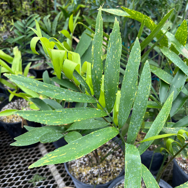 Zamia variegata