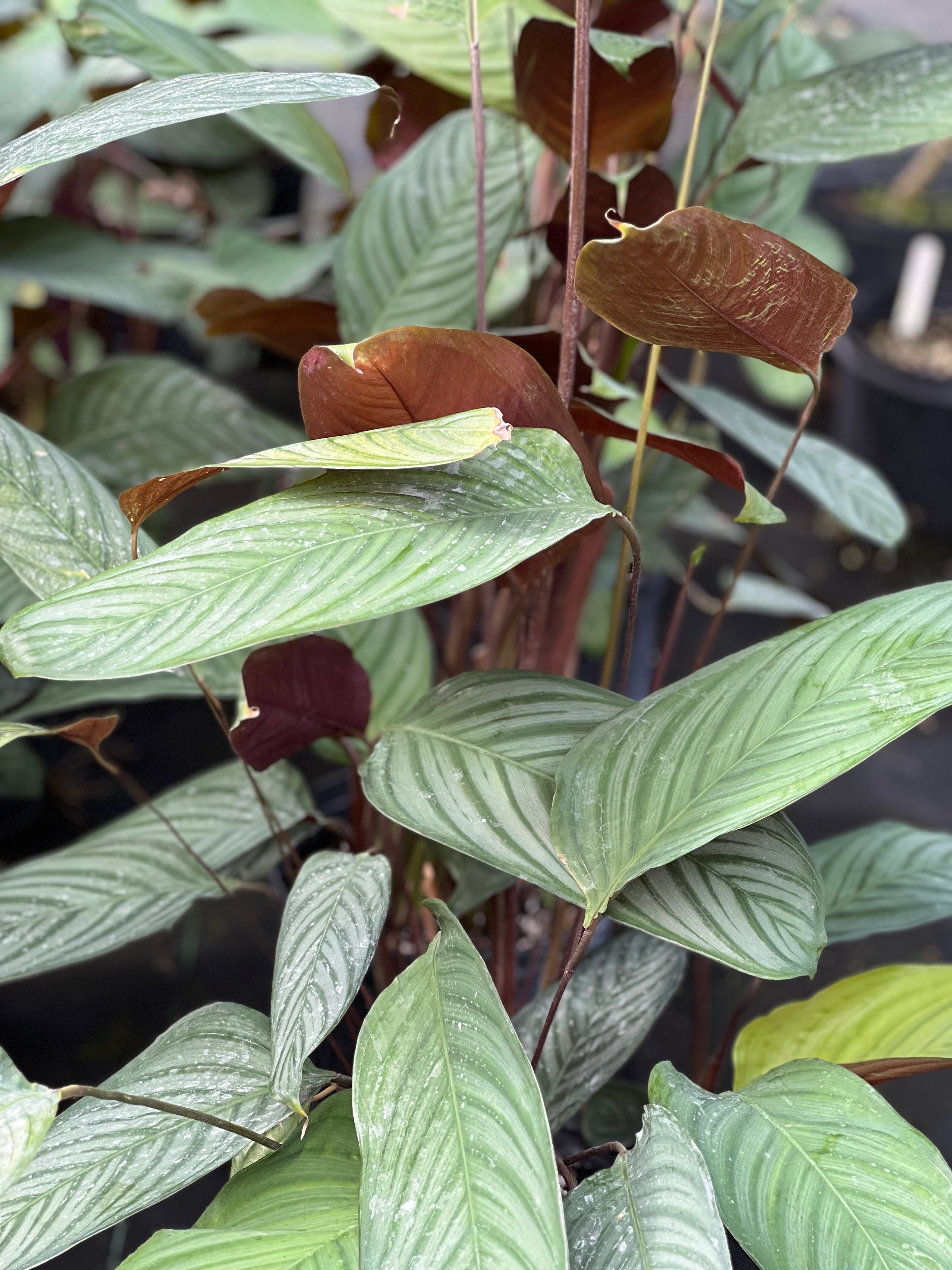 Fairchild Tropical Botanic Garden Ctenanthe cf. setosa - Thumbnail 2