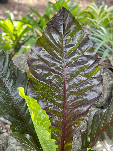 Anthurium hybrid (maroon form)