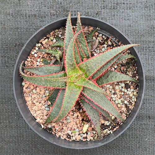 Aloe 'Christmas Carol'