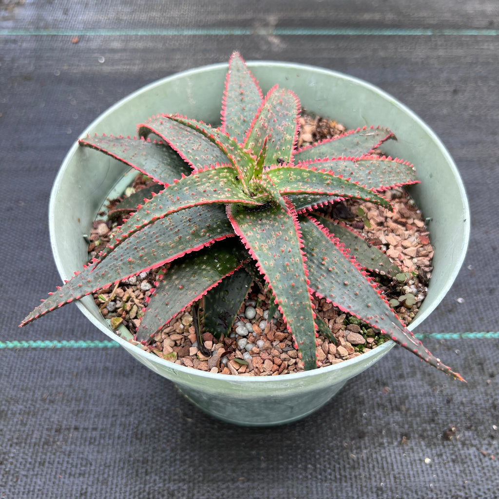 Aloe 'Christmas Carol'