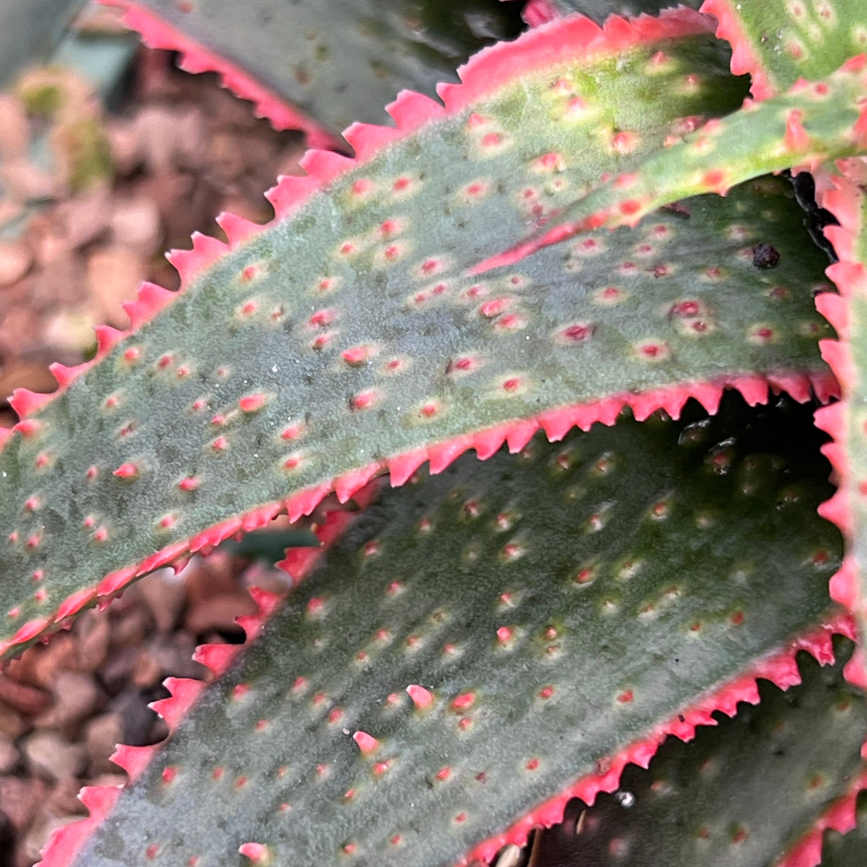 christmas carol succulent Aloe 'Christmas Carol'