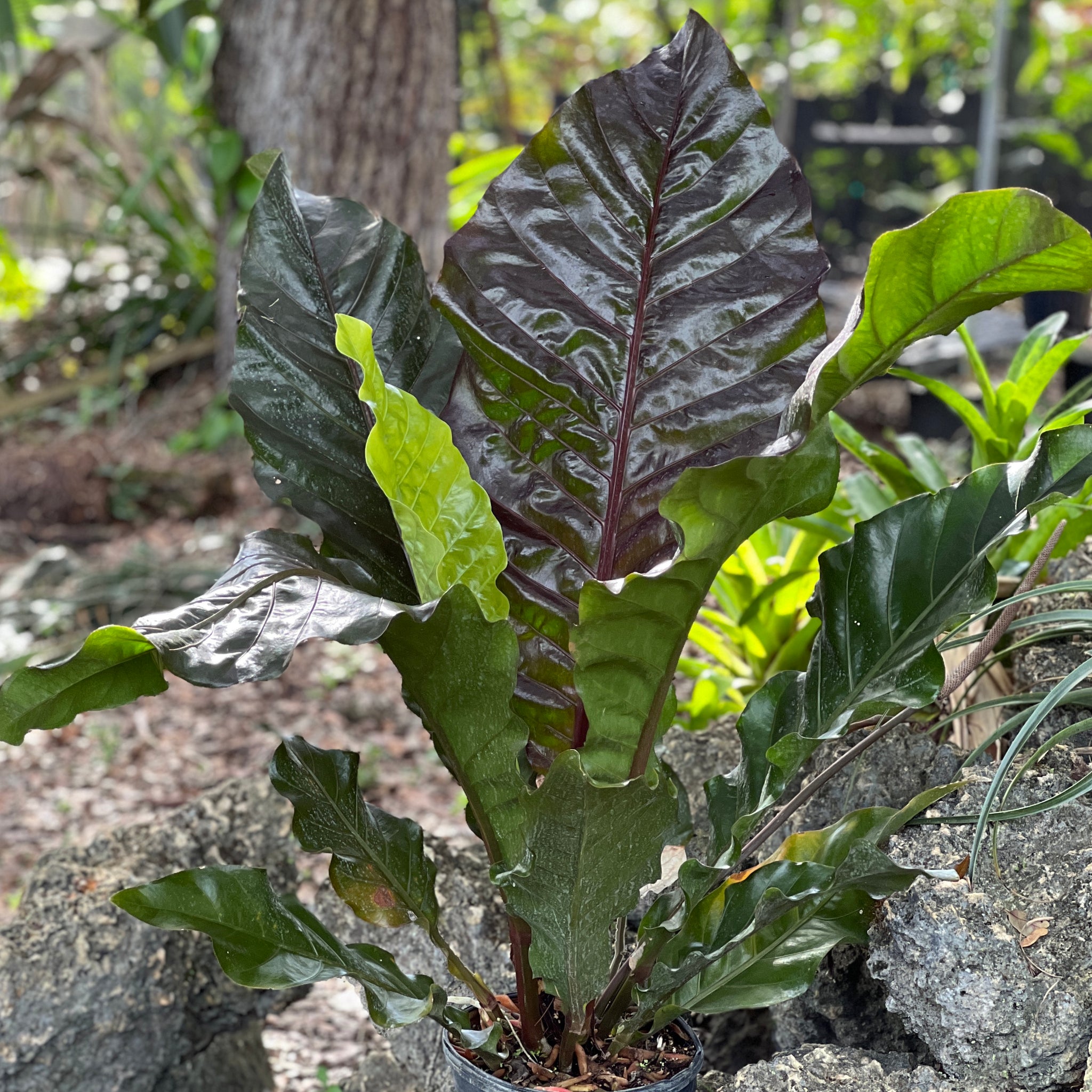 Anthurium hybrid (maroon form)