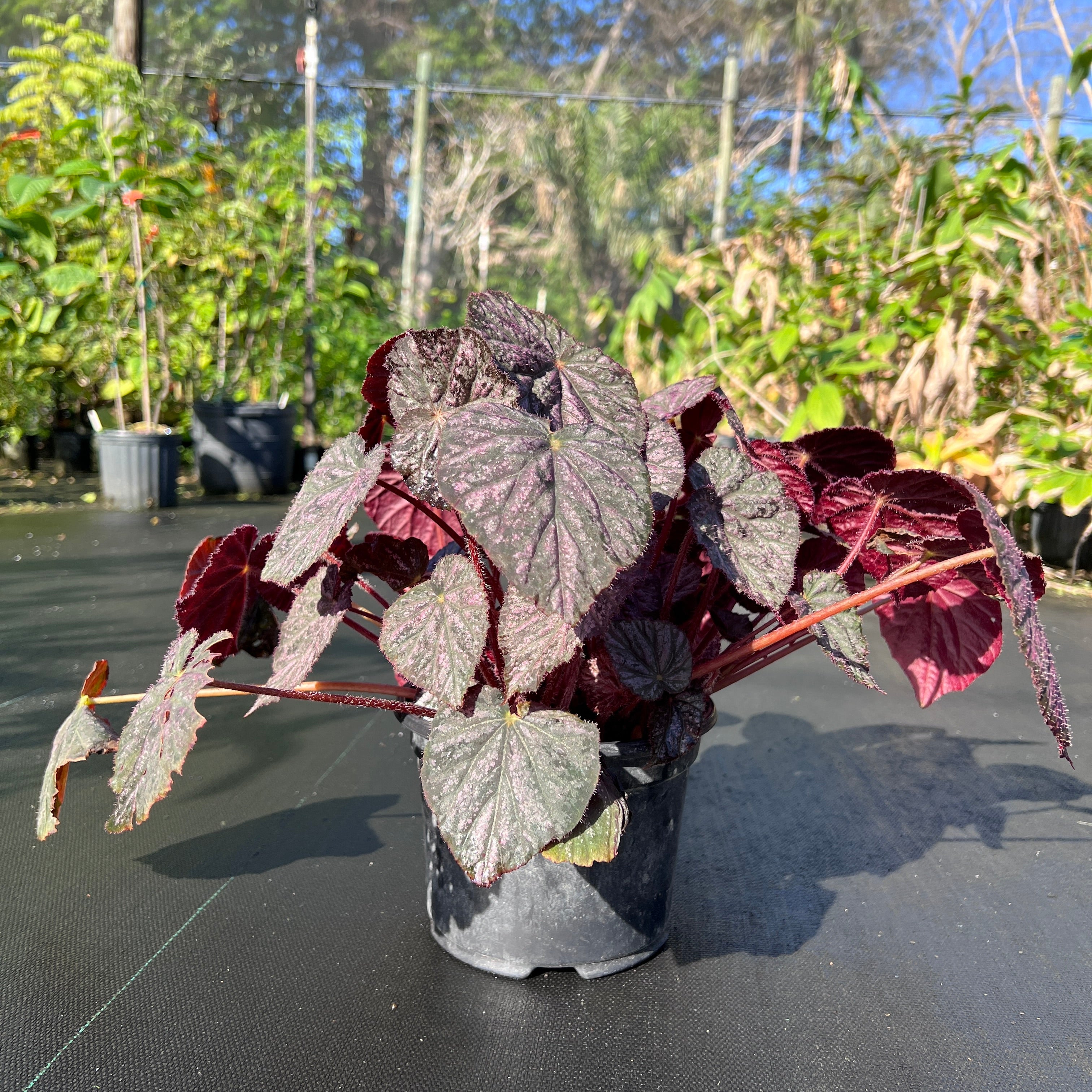 Begonia 'Passing Storm'