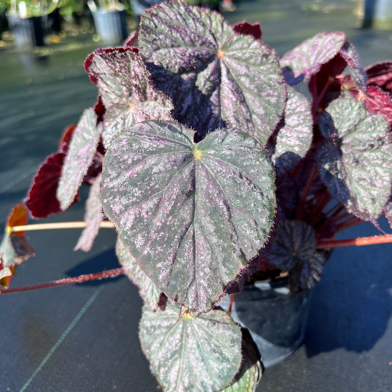 Begonia 'Passing Storm'