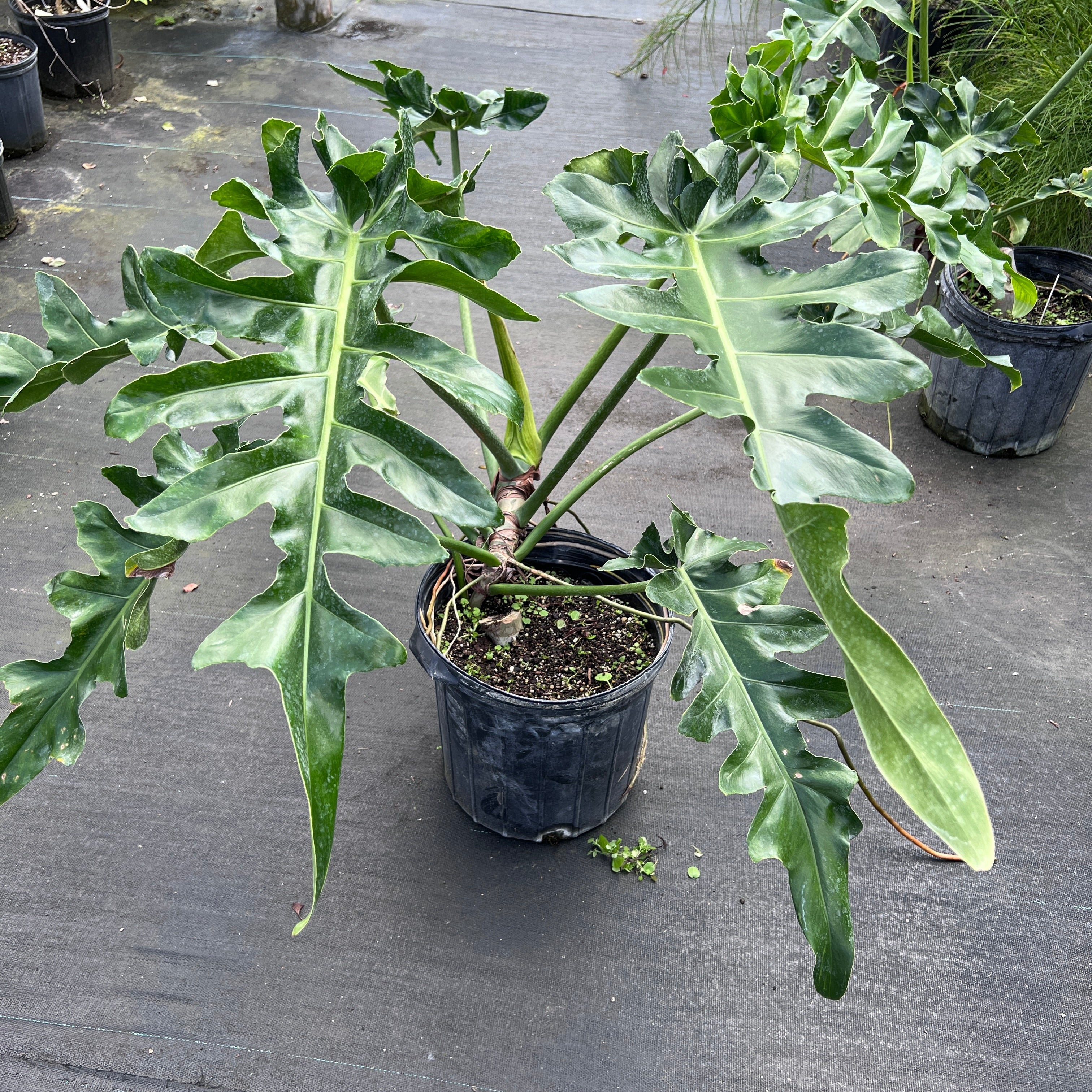 philodendron bob cee Philodendron 'Bob Cee'