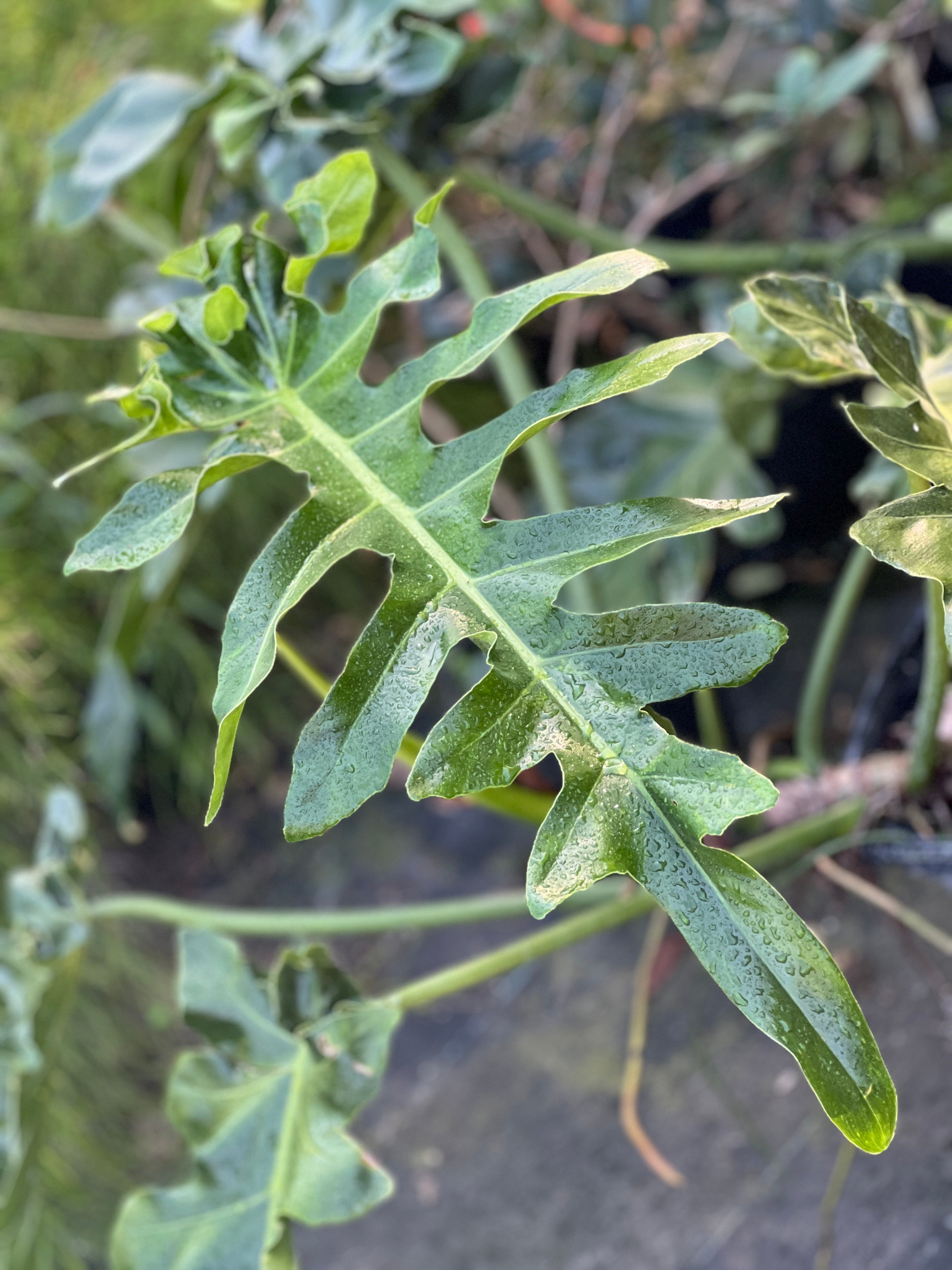 Philodendron 'Bob Cee'