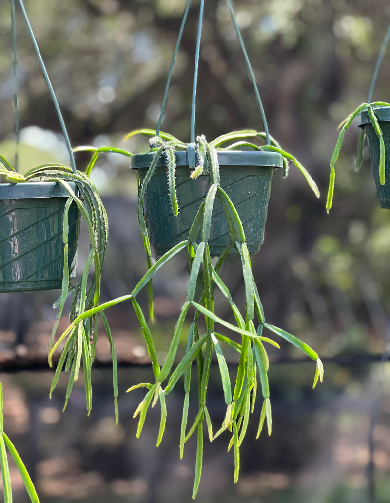 segmented succulent Rhipsalis sp