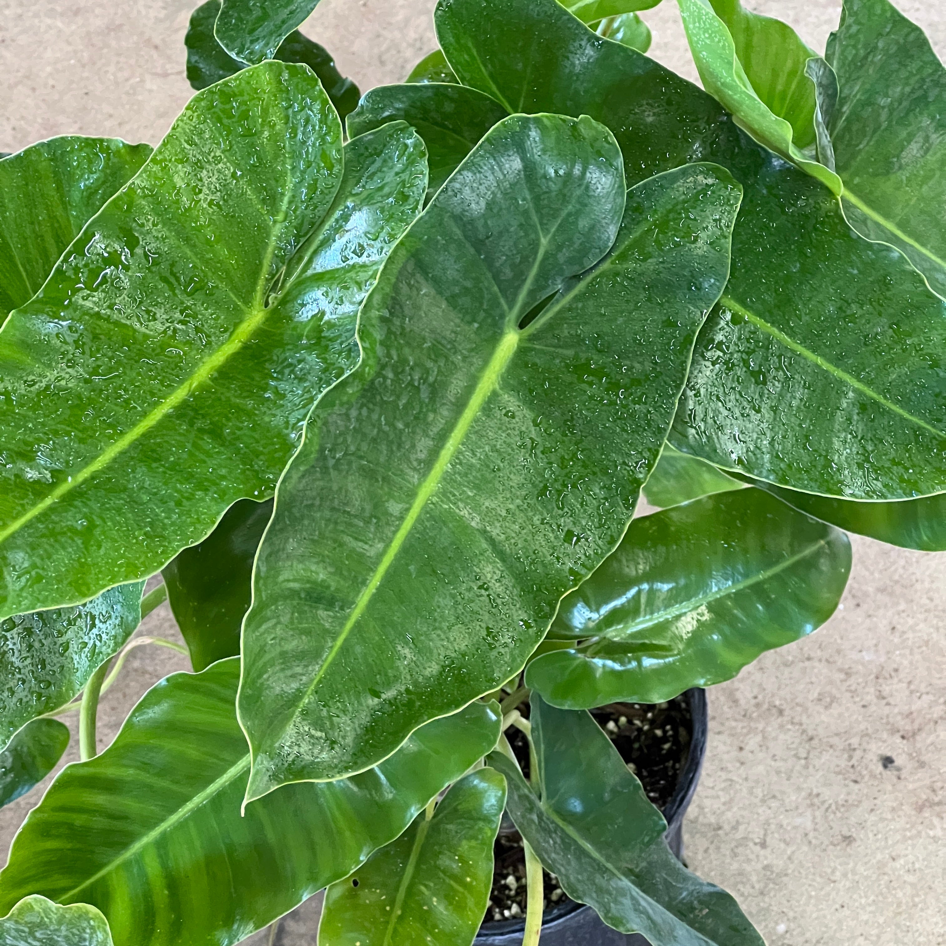 Philodendron ［Pof］Philodendron burle marx variegated