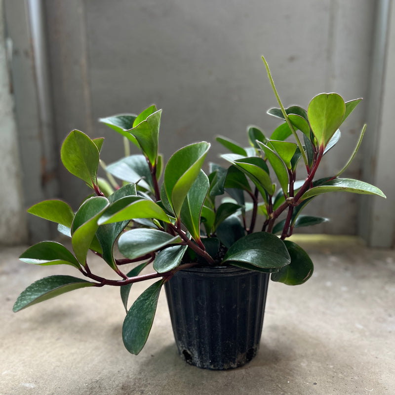 Peperomia clusiifolia