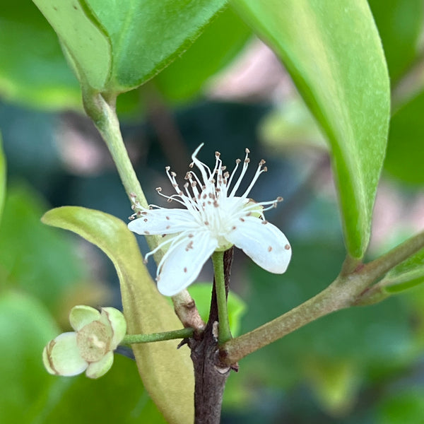 Eugenia reinwardtiana