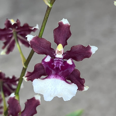 Oncidium 'Heaven Scent'