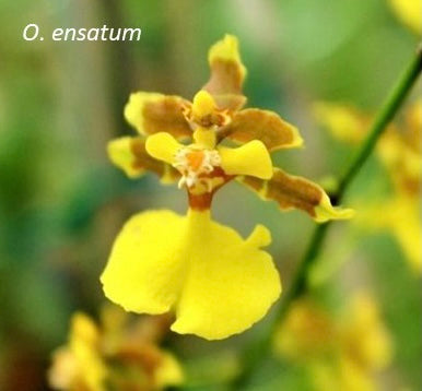 The Million Orchid Project - Oncidium ensatum