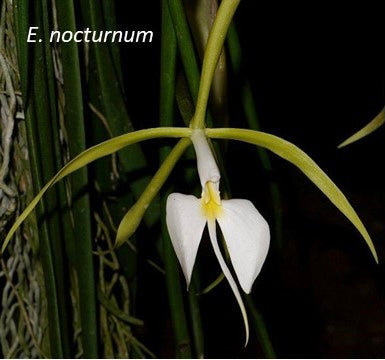 The Million Orchid Project - Epidendrum nocturnum