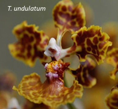 The Million Orchid Project - Trichocentrum undulatum