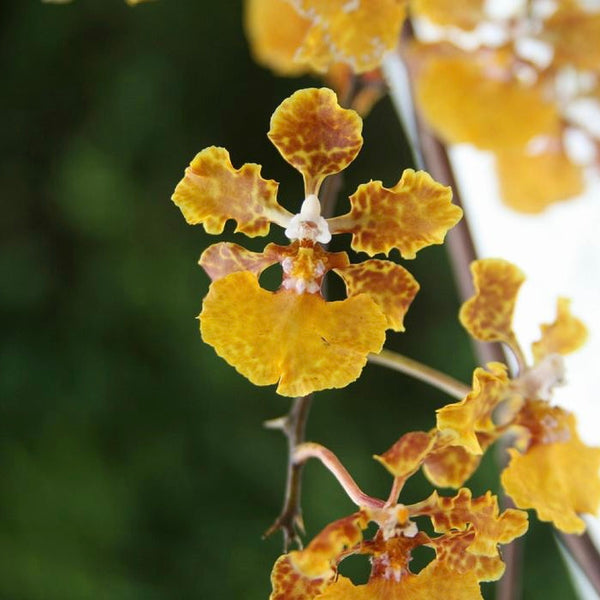 The Million Orchid Project - Trichocentrum undulatum