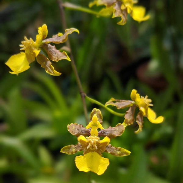 The Million Orchid Project - Oncidium ensatum